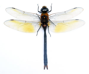 10 x Green Emperor Dragonflies (Anax gibbosulus) A1 Spead Specimens (Wholesale)