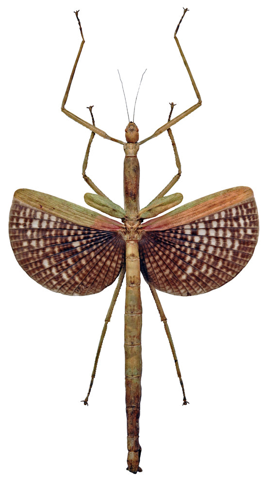 Anchiale buruense Stick Insect Specimen | A1 Quality | Dry-Preserved PHASMATODEA