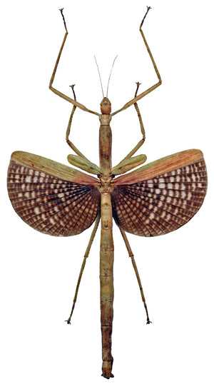 Anchiale buruense Stick Insect Specimen | A1 Quality | Dry-Preserved PHASMATODEA