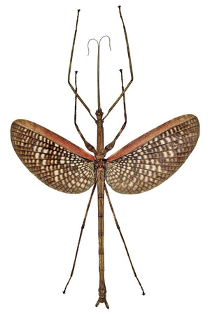 Anchiale buruense Stick Insect Specimen | A1 Quality | Dry-Preserved PHASMATODEA