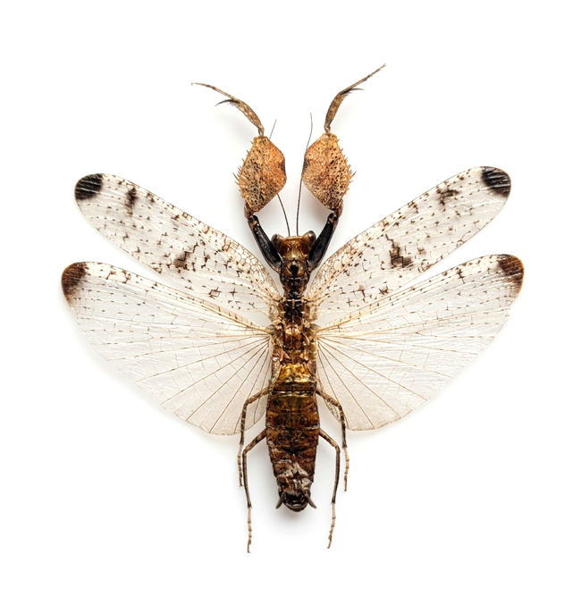 Astyliasula javana | Javanese Mantis Specimen