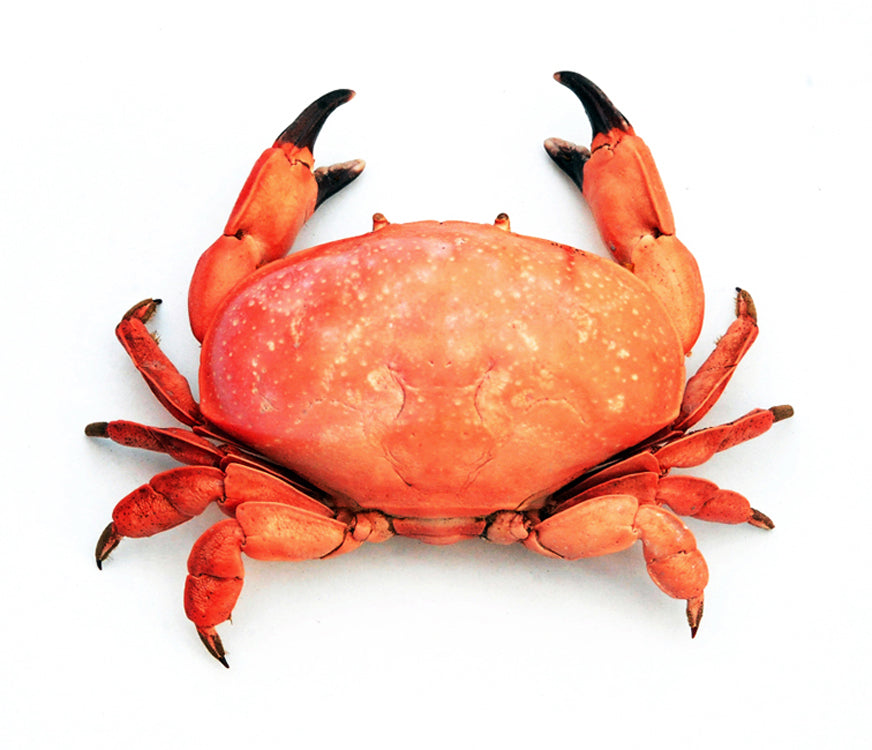 Atergatis integerrimus | Red Egg Crab | A1 Quality | Dry-Preserved DECAPODA