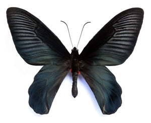 Atrophaneura dixoni Butterfly Specimen | A1 Quality | Dry-Preserved PAPILIONIDAE