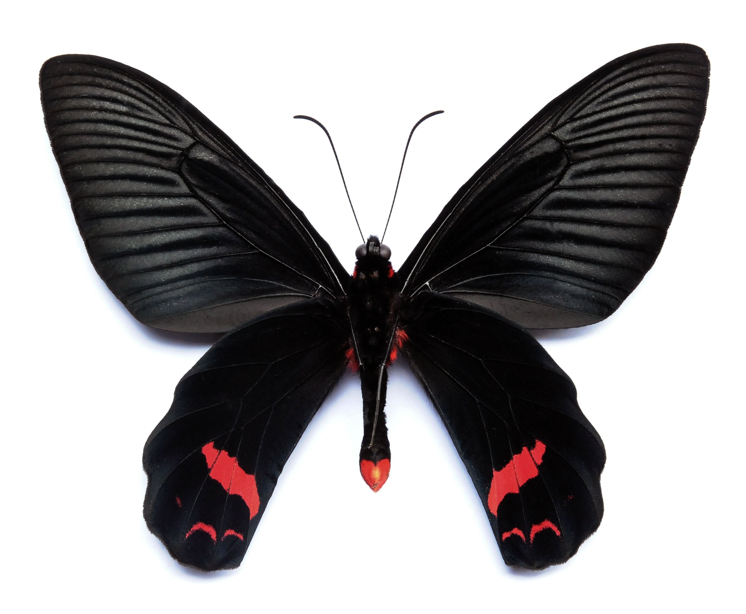 Atrophaneura dixoni A1 チョウ | 乾燥保存 PAPILIONIDAE 標本
