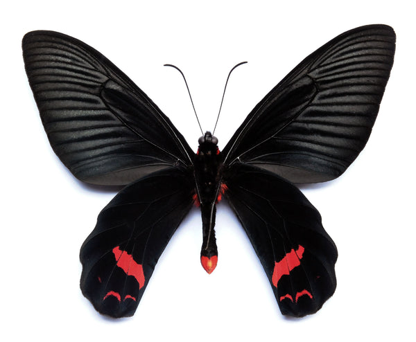 【裏展翅♀】アケボノアゲハ Atrophaneura標本 Papilio 蝶標本 Atrophaneura dixoni A1 チョウ | 乾燥保存 PAPILIONIDAE 標本