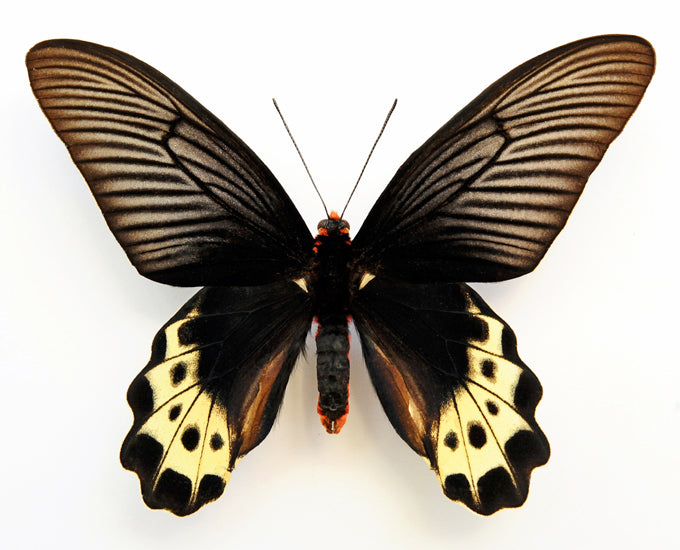 Atrophaneura luchti sphaeti Butterfly Specimen | A1 Quality | Dry-Preserved PAPILIONIDAE