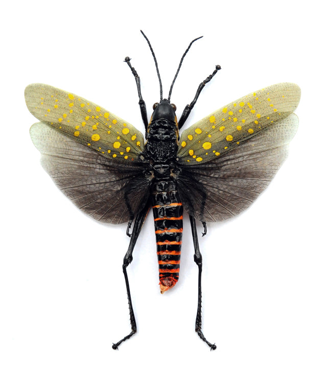 Aularches punctatus Grasshopper Specimen | A1 Quality | Dry-Preserved ORTHOPTERA