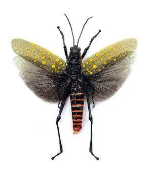 Premium Assorted Dry-Preserved Specimens | Beetles, Bats, Frogs, Tarantulas & More | A1 Quality