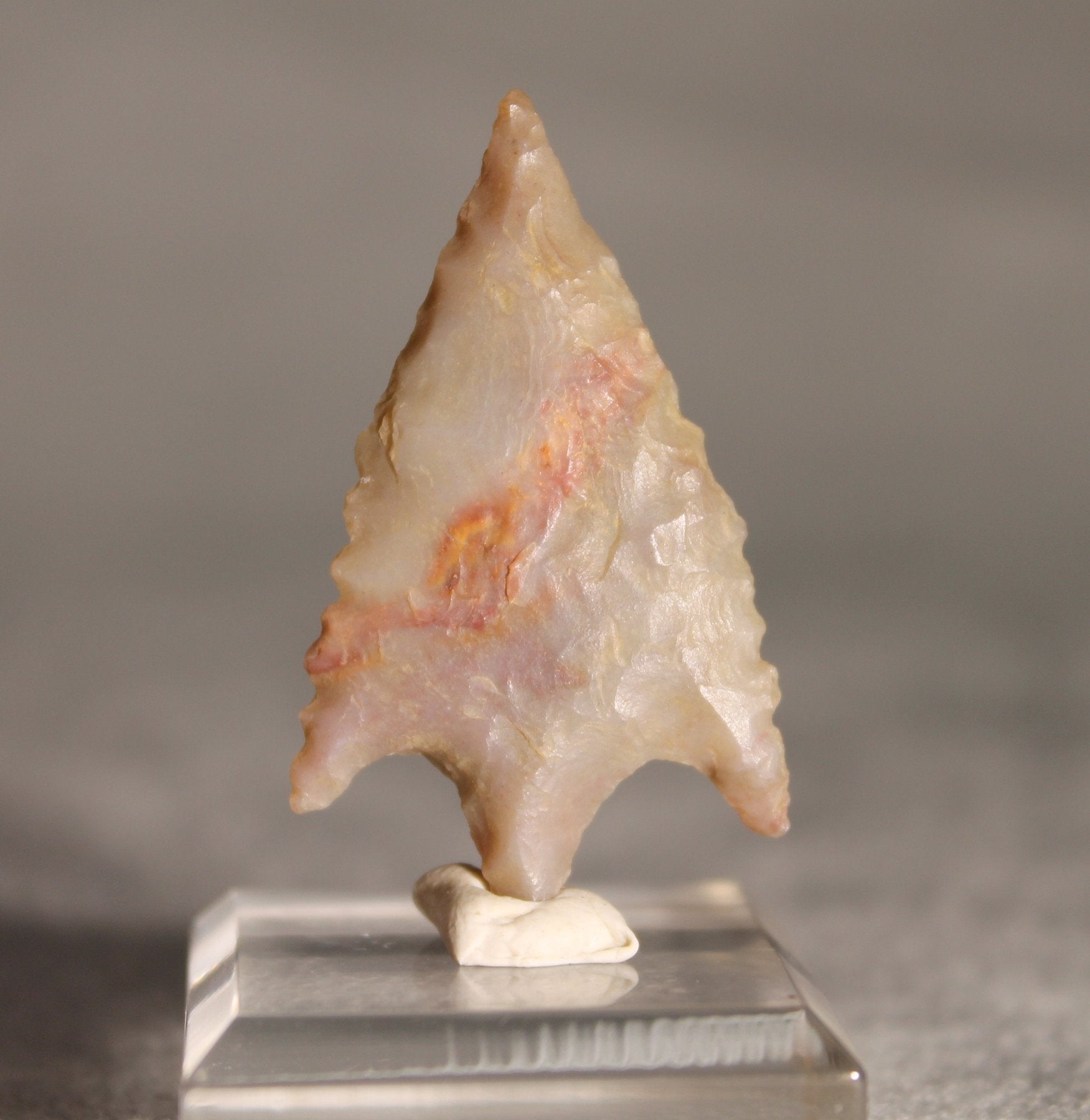Natural History Museum Inspired Specimens & Displays – BugsDirect