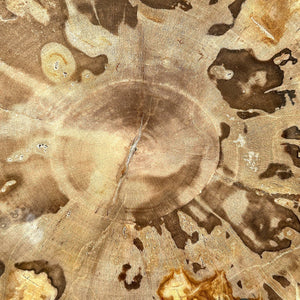 Petrified Wood Slice on Custom Display Stand | Museum-Quality Fossilised Wood
