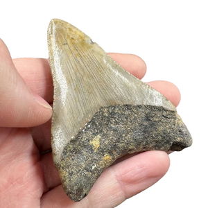 Megalodon Shark Tooth Fossil –75mm Carcharocles megalodon, Miocene Florida
