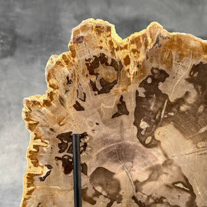 Petrified Wood Slice on Custom Display Stand | Museum-Quality Fossilised Wood