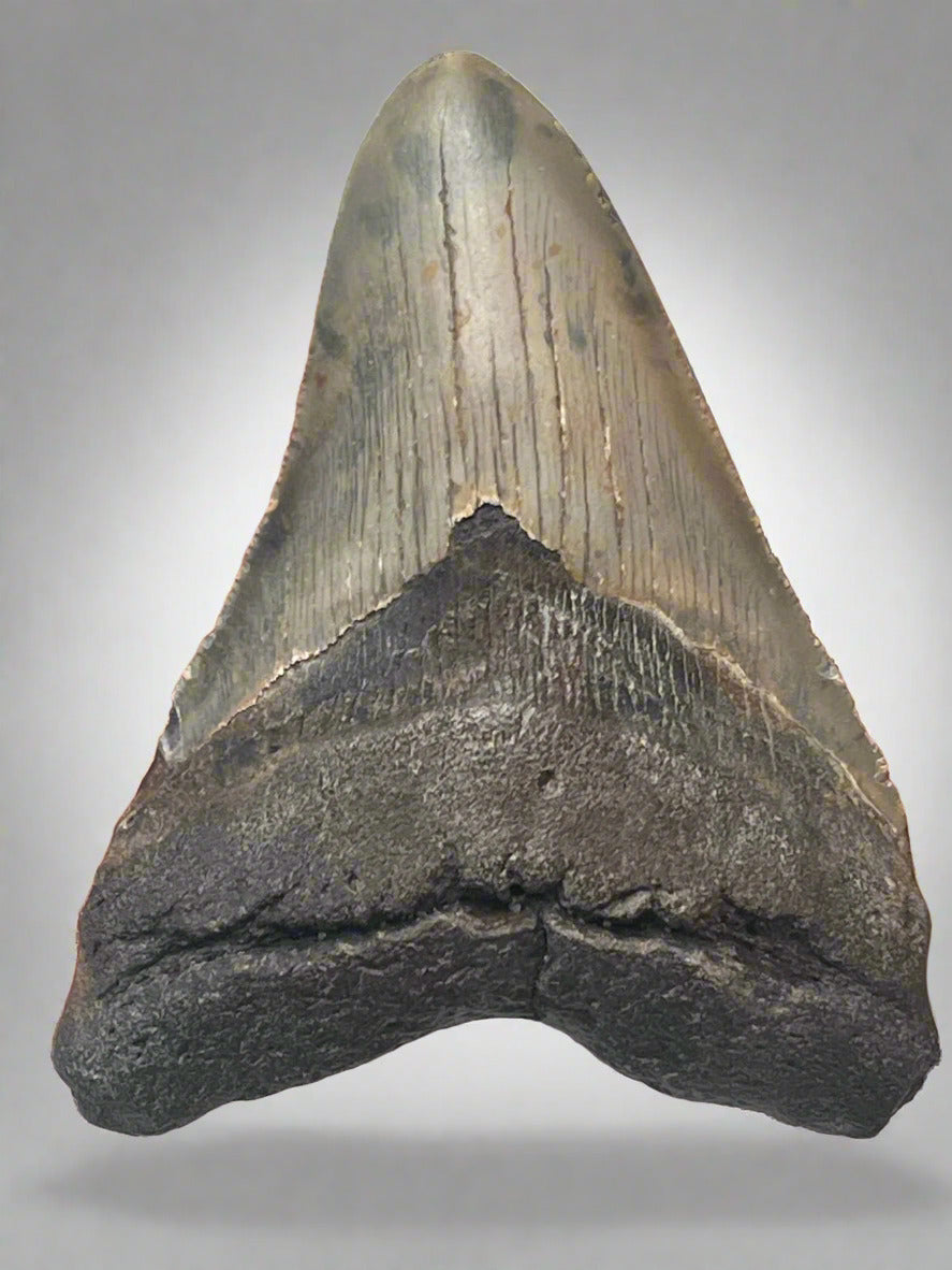 Megalodon Fossil Tooth 120mm (Carcharocles megalodon) 10 Million Years Old