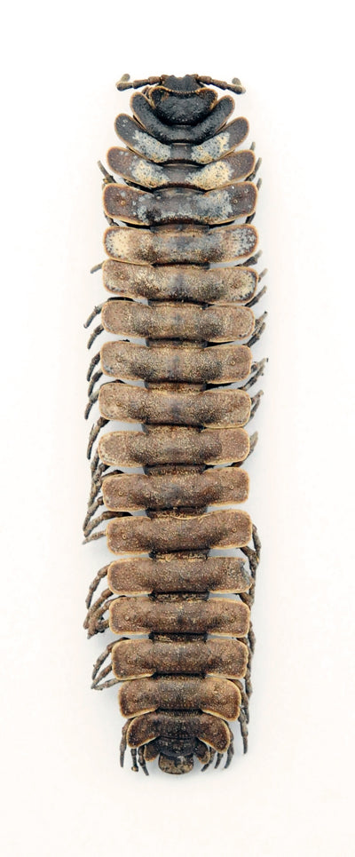 Barydesmus propinquus Millipede Specimen | A1 Quality | Dry-Preserved MILLIPEDE