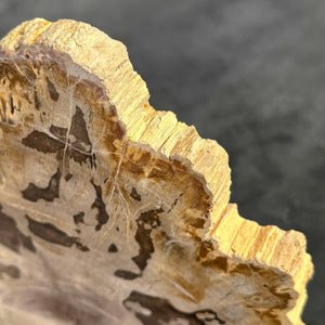 Petrified Wood Slice on Custom Display Stand | Museum-Quality Fossilised Wood