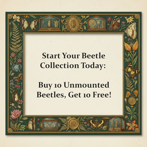Start Your Beetle Collection Today: Buy a Pack of 10 Unmounted Beetles, Get 10 Free!
