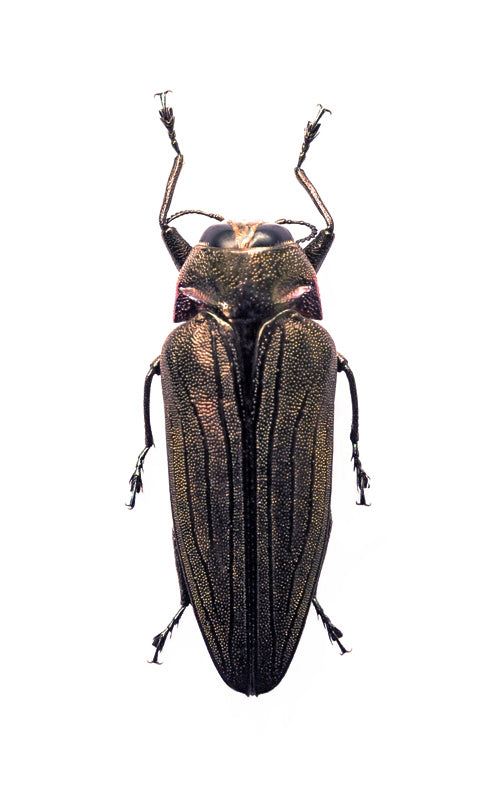 Belionota aenea Beetle Specimen | A1 Quality | Dry-Preserved BUPRESTIDAE