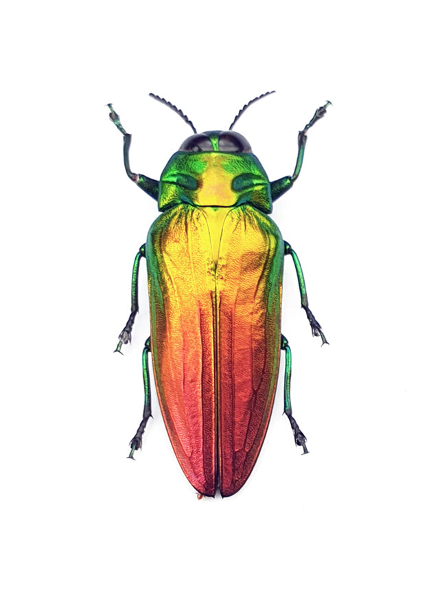 Belionota sumptuosa Beetle Specimen | A1 Quality | Dry-Preserved BUPRESTIDAE