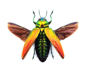 TWO (2) SPREAD Jewel Beetles (Belionota sumptuosa) A1 Wings-open