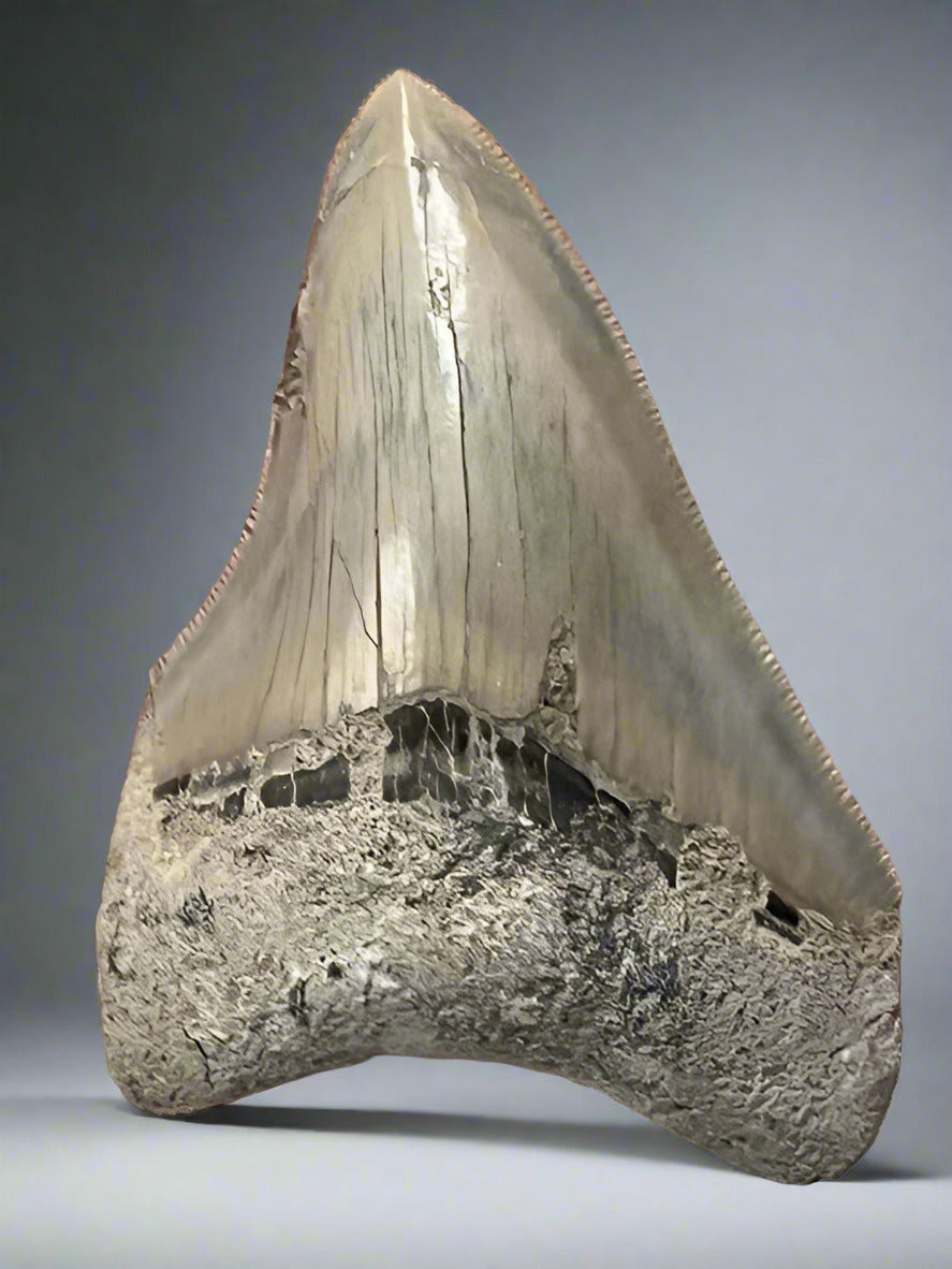 メガロドンの化石の歯 89mm | Carcharocles megalodon | 未修復