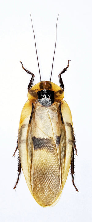 Giant Cave Cockroach Specimen - Blaberus giganteus A1