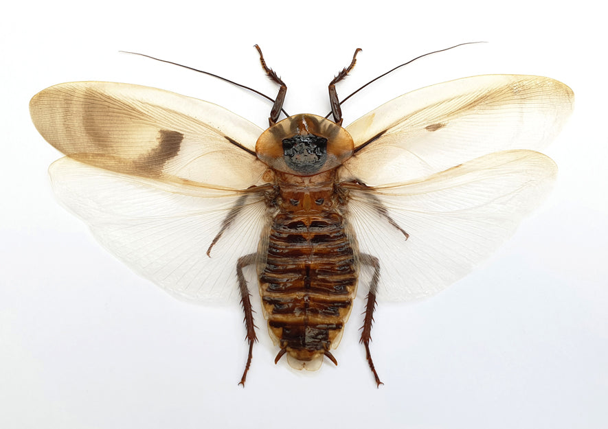 10 Giant Cave Cockroach Specimens - Blaberus giganteus Spread A1 (wholesale)