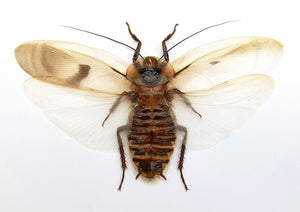 10 Giant Cave Cockroach Specimens - Blaberus giganteus Spread A1 (wholesale)
