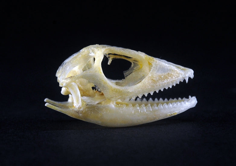 Bronchocela jubata Lizard Skull | A1 Quality | Dry-Preserved SKULL