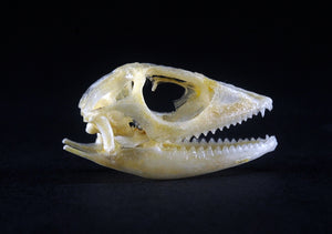 Bronchocela jubata Lizard Skull | A1 Quality | Dry-Preserved SKULL