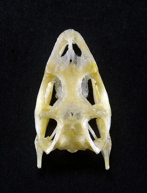 Bronchocela jubata Lizard Skull | A1 Quality | Dry-Preserved SKULL