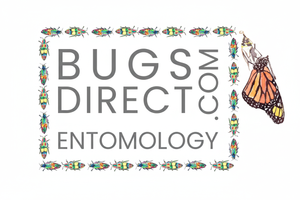 BugsDirect Google Ads Logo 2:1