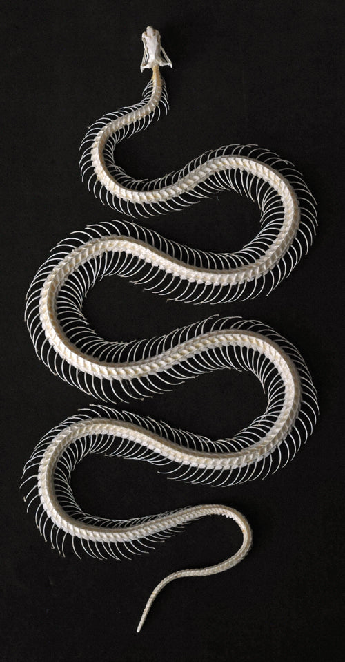 Bungarus candidus Snake Skeleton | A1 Quality | Dry-Preserved Curved SKELETON