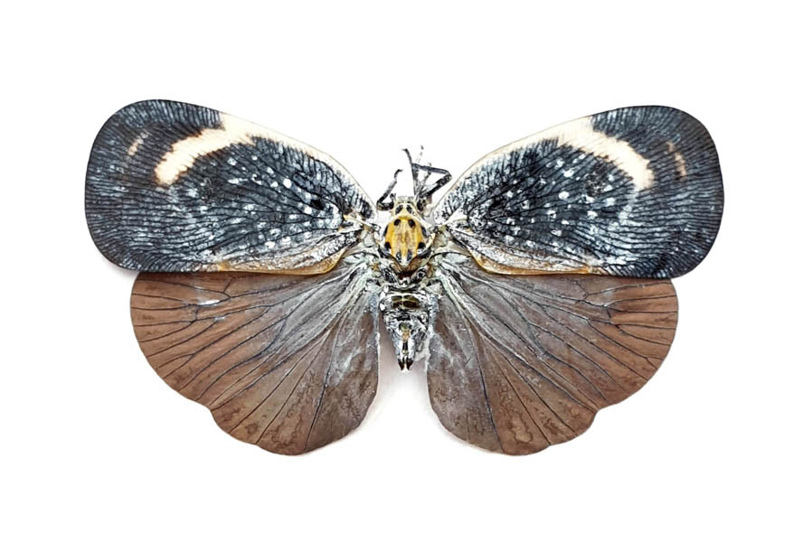 Bythopsyrna tineoides Planthopper Specimen | A1 Quality | Dry-Preserved Spread | FLATIDAE