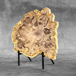 Petrified Wood Slice on Custom Display Stand | Museum-Quality Fossilised Wood