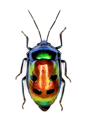 Calliphara caesar Jewel Bug Specimen | A1 Quality | Dry-Preserved HETEROPTERA