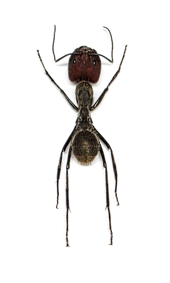 Camponotus singularis Ant Specimen | A1 Quality | Dry-Preserved FORMICIDAE