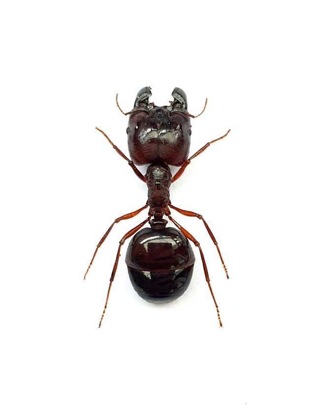 Carebara diversa Soldier Ant Specimen | A1 Quality | Dry-Preserved FORMICIDAE