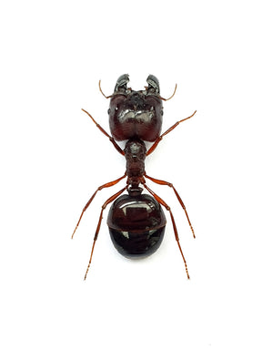 500 Assorted Unmounted Beetles & Insects | Wholesale Specimen Lot