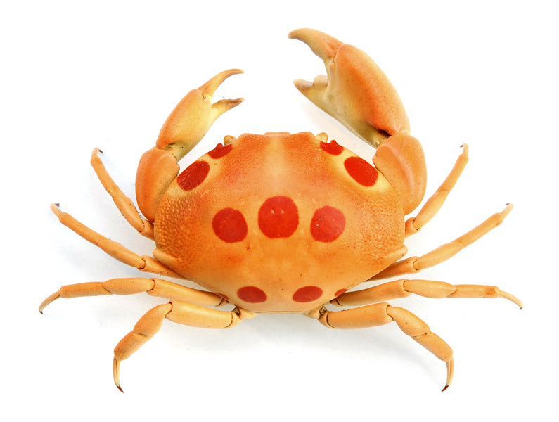 Carpilius maculatus | Spotted Reef Crab | A1 Quality | Dry-Preserved DECAPODA