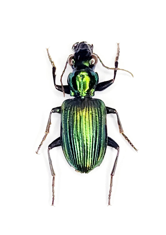 Catascopus borneensis Beetle Specimen | A1 Quality | Dry-Preserved CARABIDAE