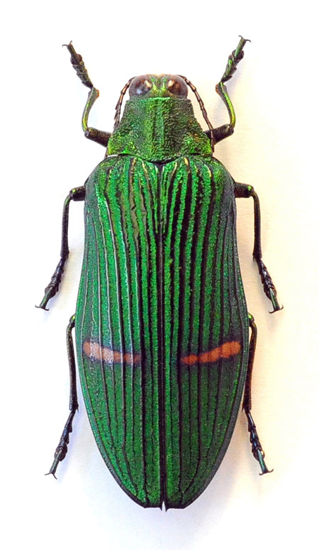 10 Catoxantha opulenta opulenta Beetle Specimens A1 Entomology (wholesale)