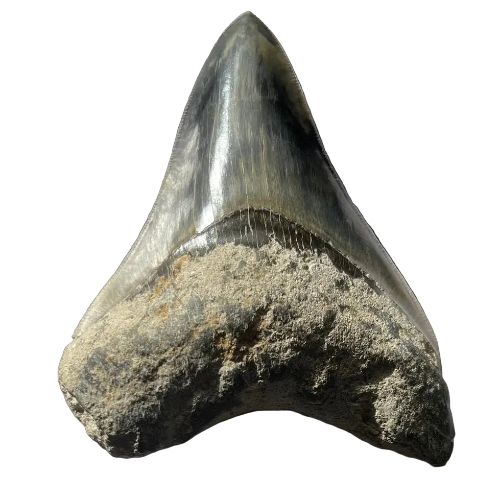 Megalodon Fossil Tooth 120mm | Carcharocles megalodon | Indonesia | SKU-MEG120
