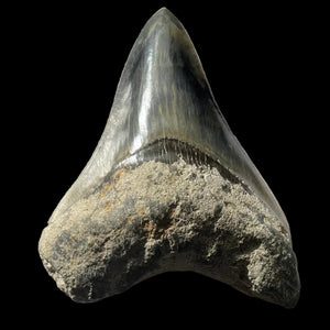 سنّ أحفوري لميغالودون 75mm | Carcharocles megalodon | فلوريدا | SKU-MEG75