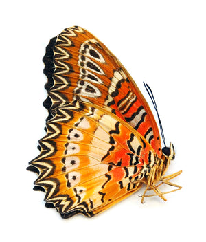 Cethosia biblis insularis – A1 kiinnittämätön perhonen | Marinduque, Filippiinit