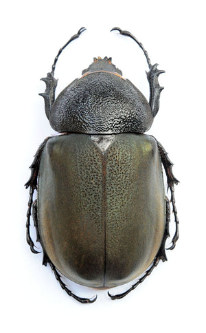عينة خنفساء Chalcosoma chiron chiron | جودة A1 | محفوظة جافًا من فصيلة DYNASTINAE