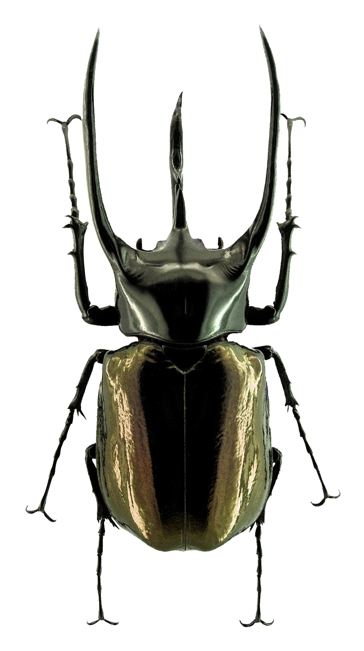 Chalcosoma chiron chiron-bille | A1-kvalitet | Tørrkonservert DYNASTINAE
