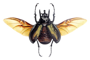 Chalcosoma Atlas Beetle Spread Specimen A1 | Wings Open | Indonesian
