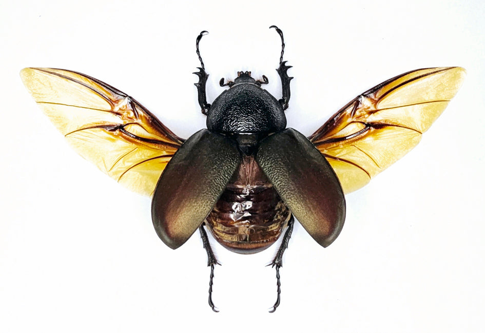 Chalcosoma chiron chiron カブトムシ | A1品質 乾燥保存された