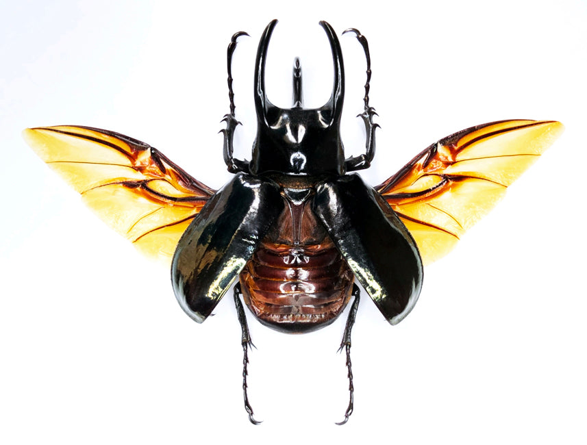 Chalcosoma chiron janssensi Beetle Spread Specimen | A1 Quality | Dry-Preserved DYNASTINAE (Wings-Spread)