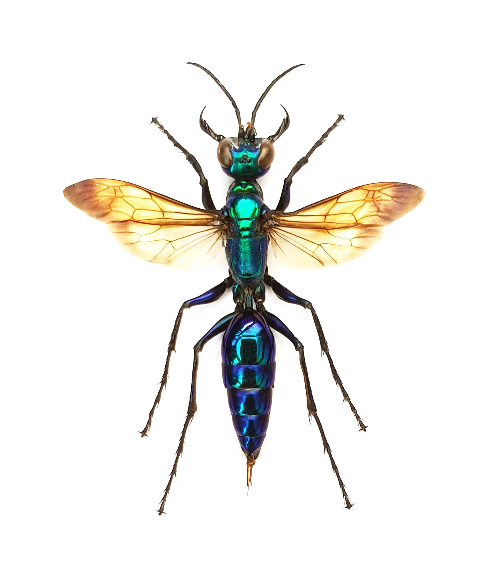Chlorion lobatum Wasp Specimen | Spread & Dry-Preserved HYMENOPTERA